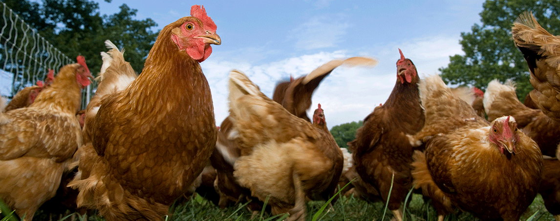 Poultry