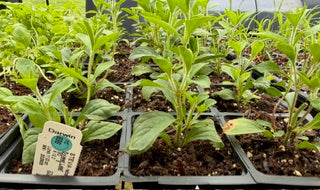4" Herb Stevia