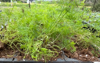 4" Herb Dill