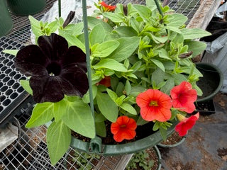 10" live plant Basket Flowers
