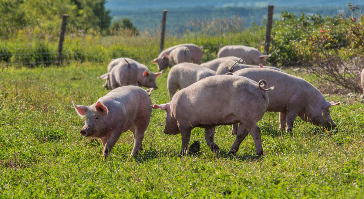 Pigs