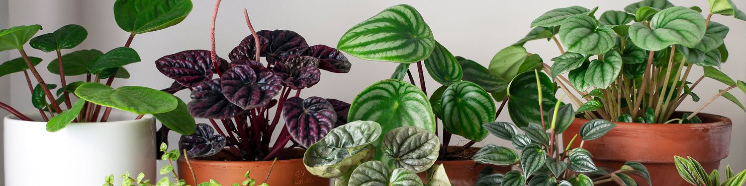 House Plants