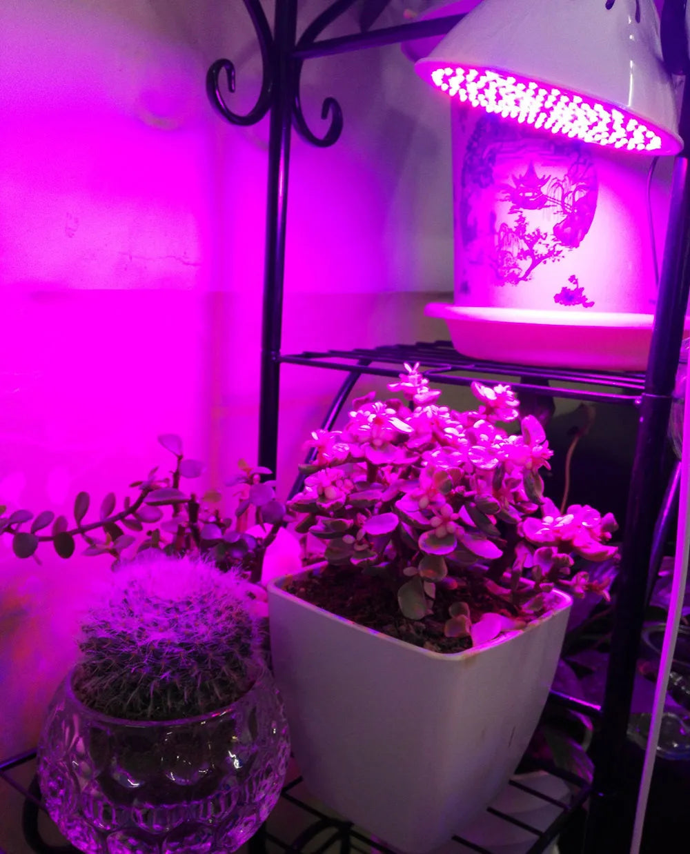 Full spectrum Plant Grow Led Light