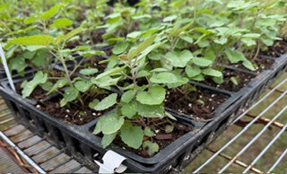 4" Herb Anise plant