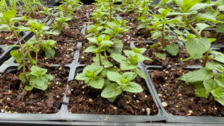 4" Herb Peppermint mojito
