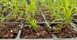 4" Lemon Grass