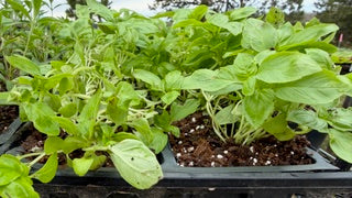 4" Herb Italian Large leaf Basil