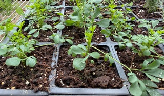 4" Herb Rue