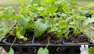 4" Herb Valeriana officinalis